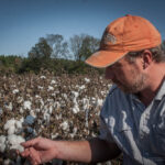 Baumwolle in Alabama