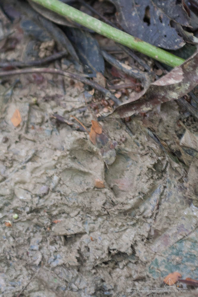 Jaguarspuren im Dschungel von Belize